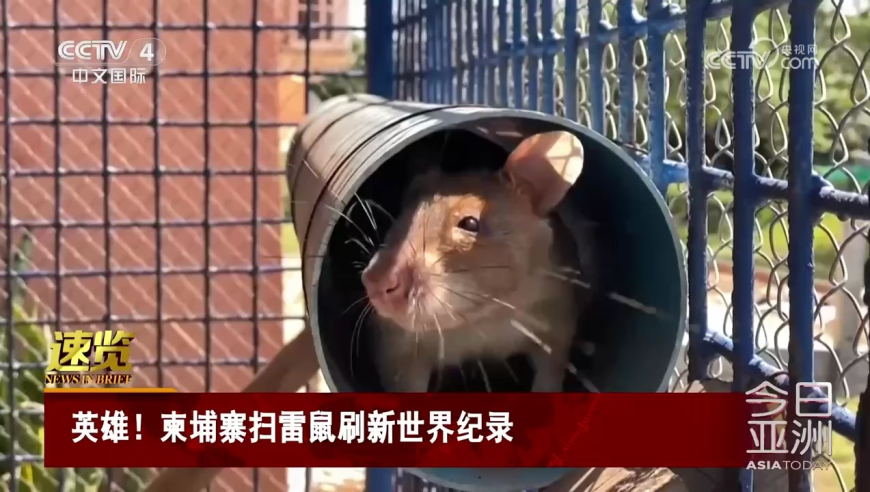 正版彩图挂牌红灯笼图片大全高清,男子拆包裹时被细刺扎入眼球,详细释义解释落实_试用版V13.10